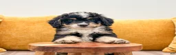 Mini Bernedoodle dogs for sale: Rusty - Ad 5