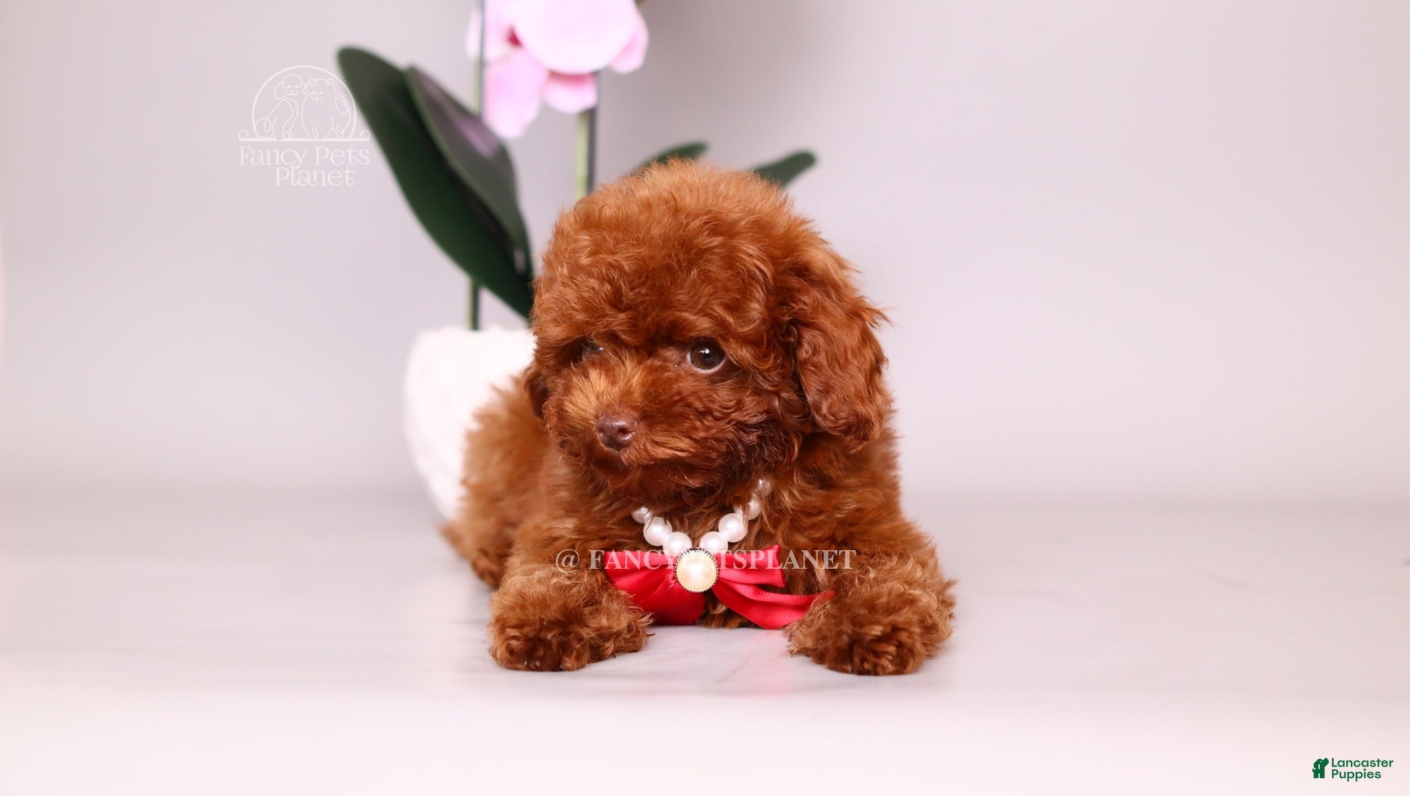 Toy Poodle dogs Erling teacup brown b-b - Ad 2