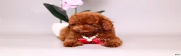 Toy Poodle dogs for sale: Erling teacup brown b-b - Ad 2