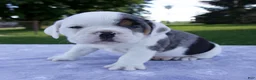 Beabull dogs for sale: Hunter - Ad 4