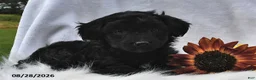 Morkie dogs for sale: Piper - Ad 1
