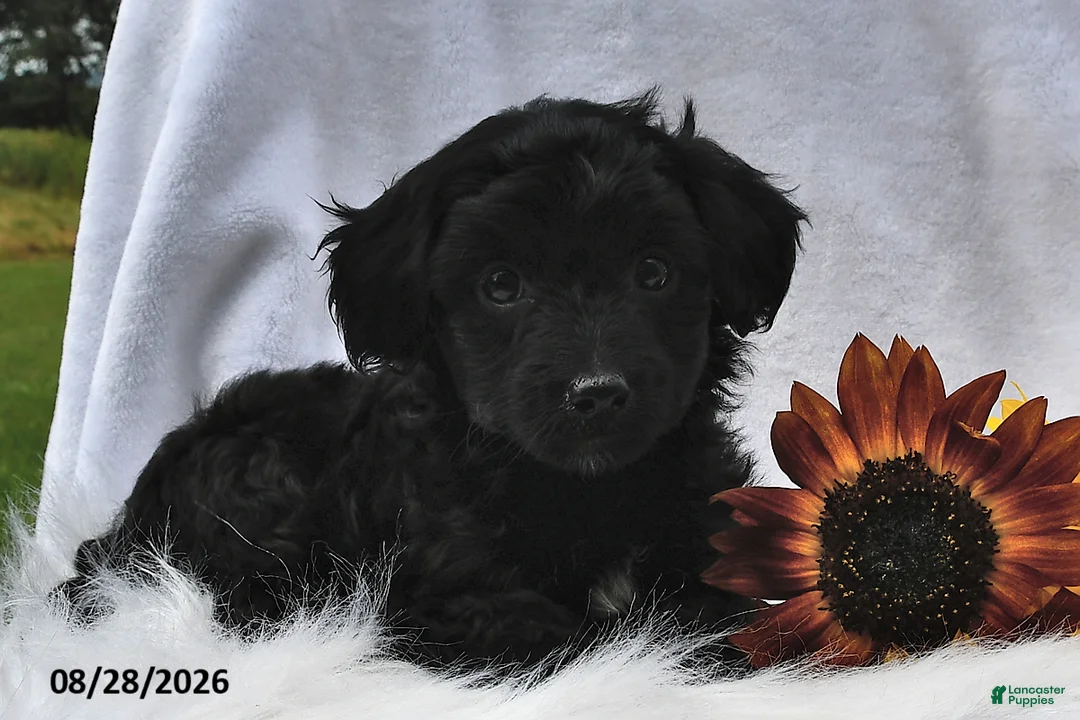 Morkie dogs for sale: Piper - Ad 1