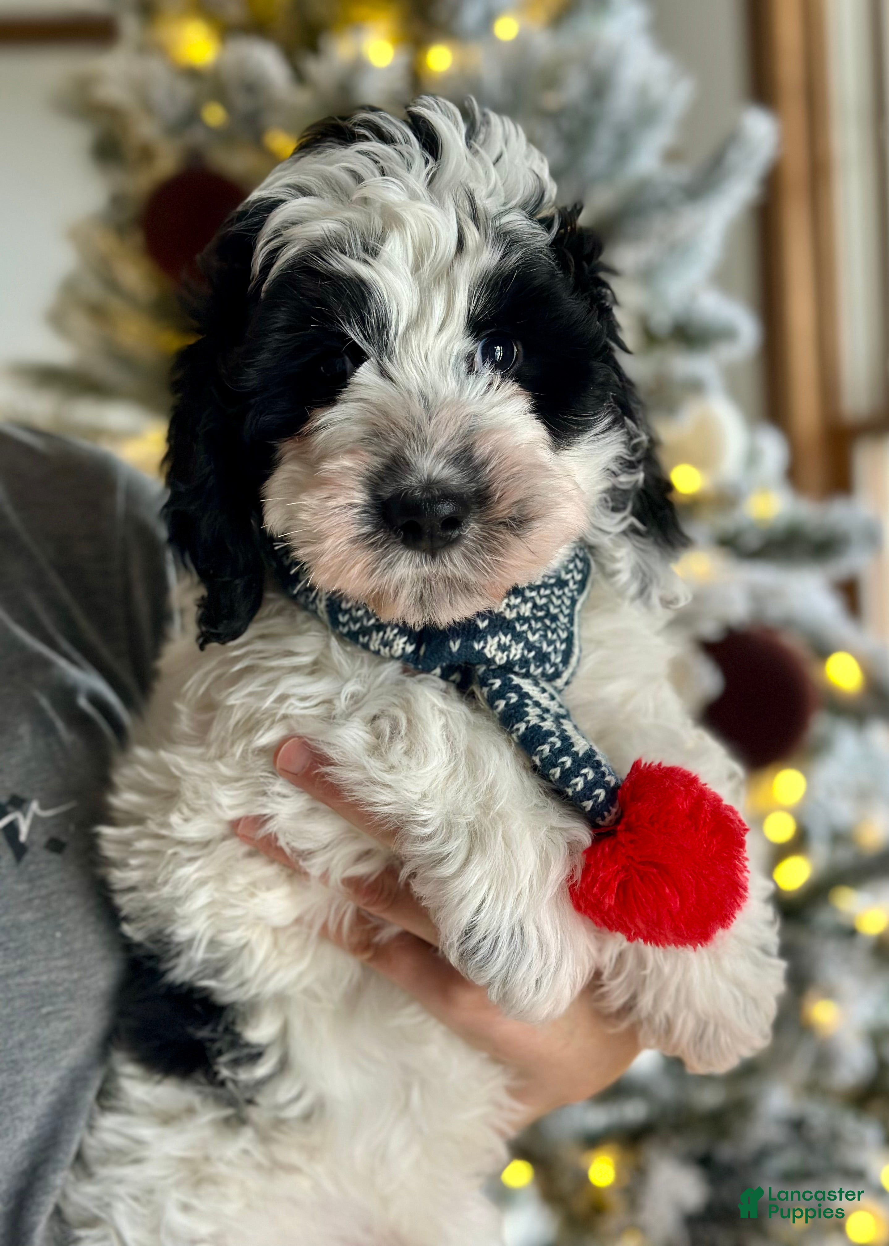 Bernedoodle dogs Bernedoodle Puppy 1 - Ad 24