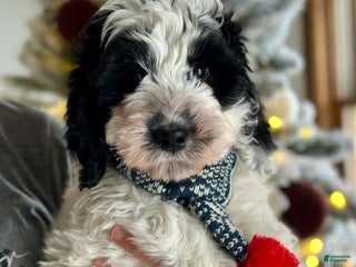 Bernedoodle dogs Bernedoodle Puppy 1 - Ad 26