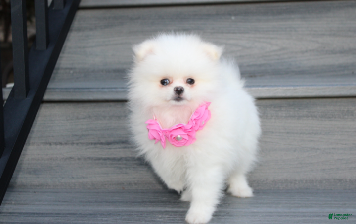 Pomeranian dogs Reese - Ad 2