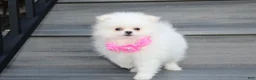 Pomeranian dogs for sale: Reese - Ad 2