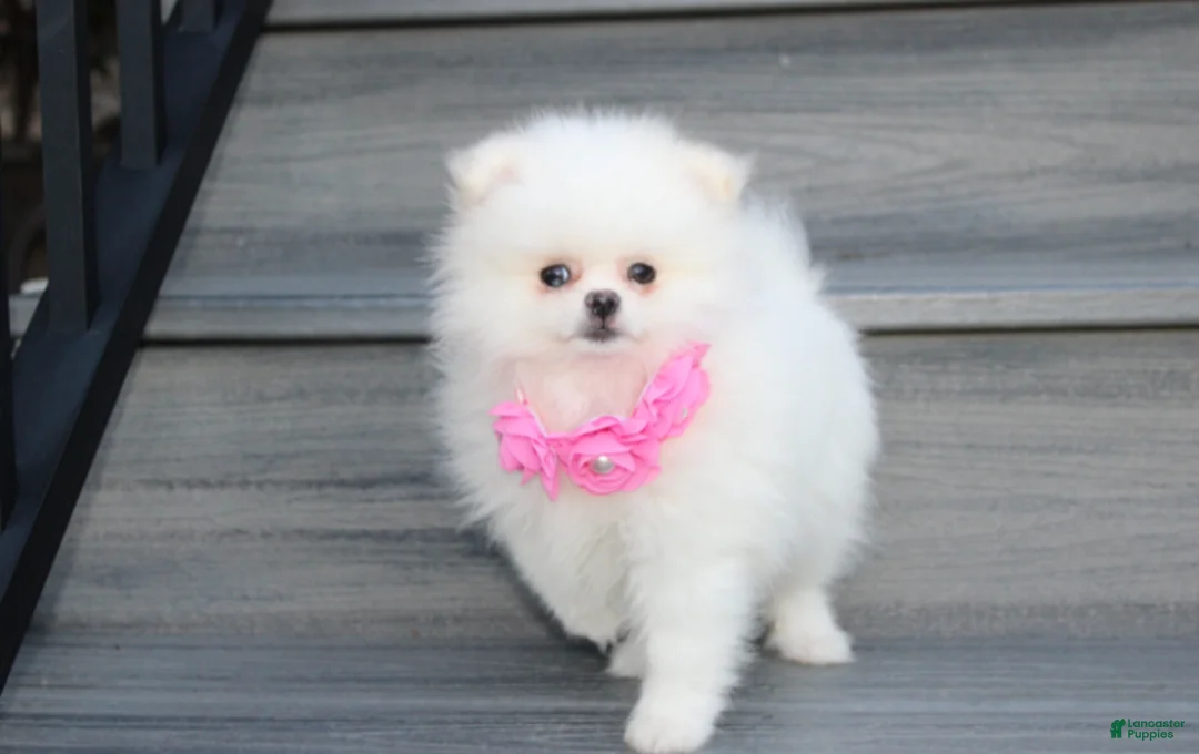 Pomeranian dogs for sale: Reese - Ad 2