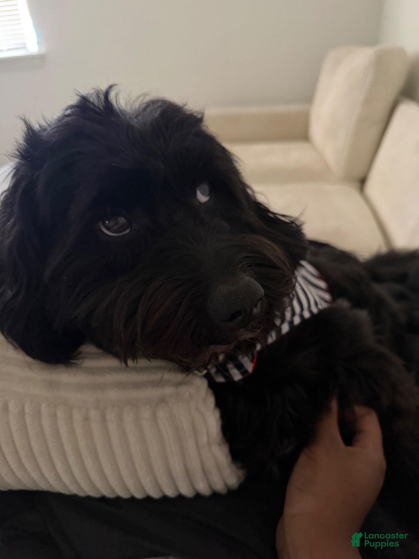 Mixed Breed dogs for stud: Rylo R - Ad 2