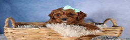 Cavapoo dogs for sale: GEORGE - Ad 12