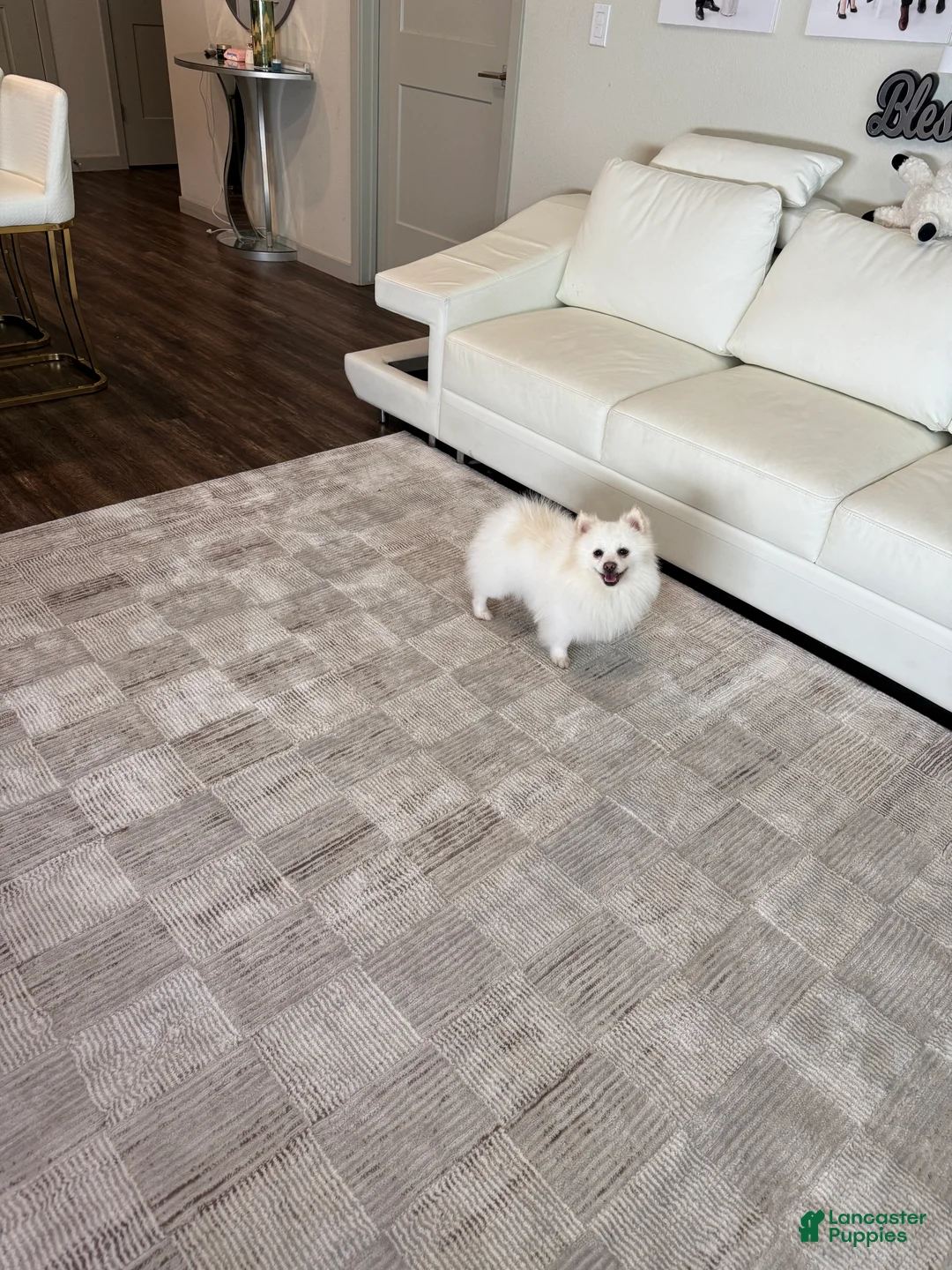 Pomeranian dogs for sale: Spunky ♥️ - Ad 3