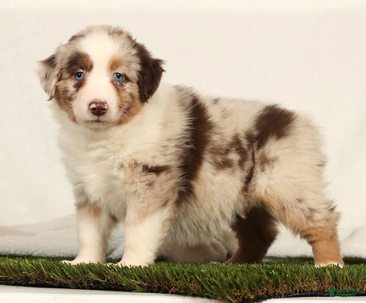 Miniature Australian Shepherd dogs Daffodil - Ad 15