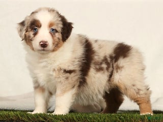 Miniature Australian Shepherd dogs Daffodil - Ad 23