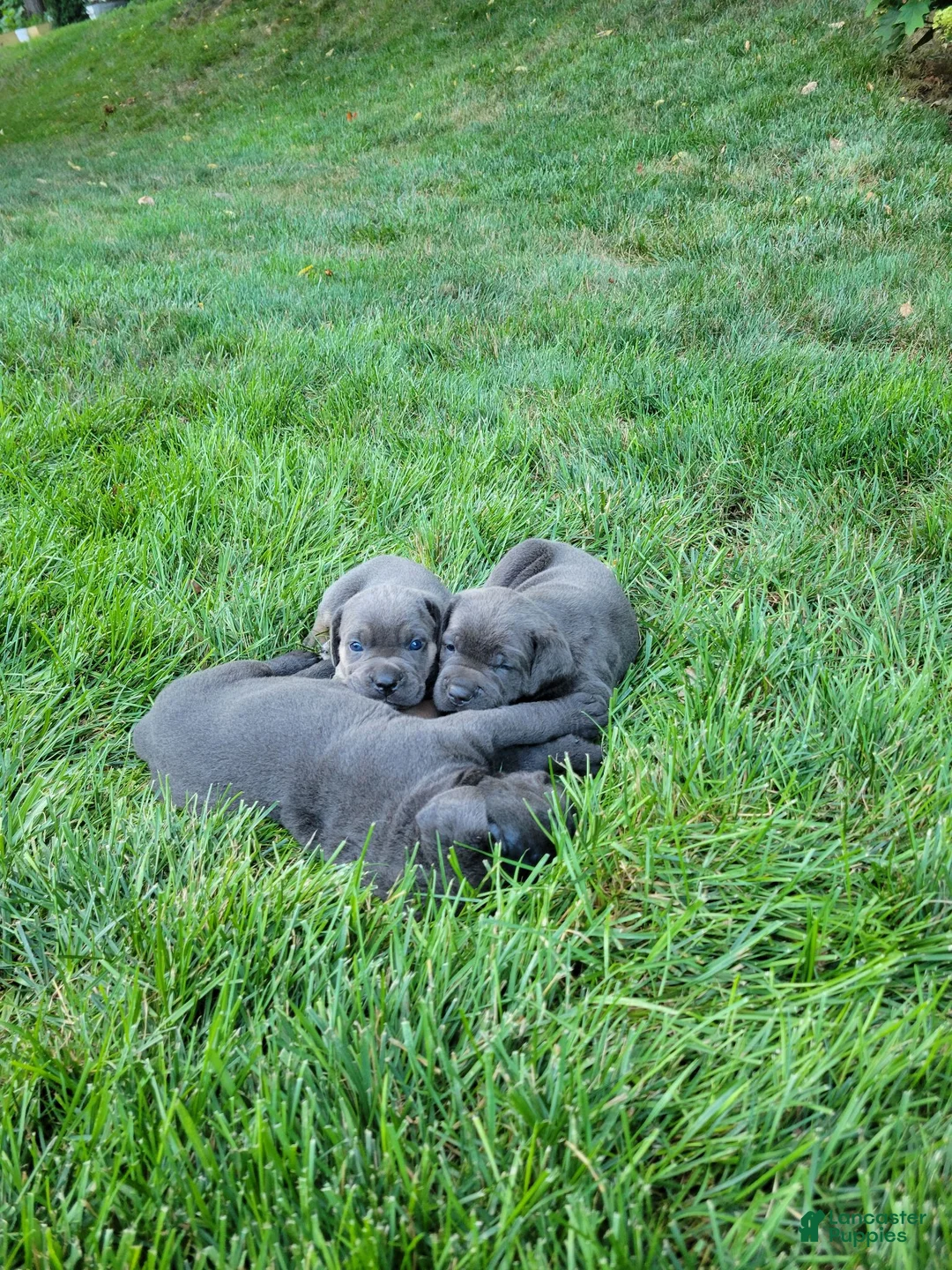 Cane Corso dogs for sale: Tessa - Ad 11