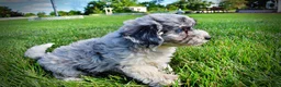 Havapoo dogs for sale: Bluebelle - Ad 17