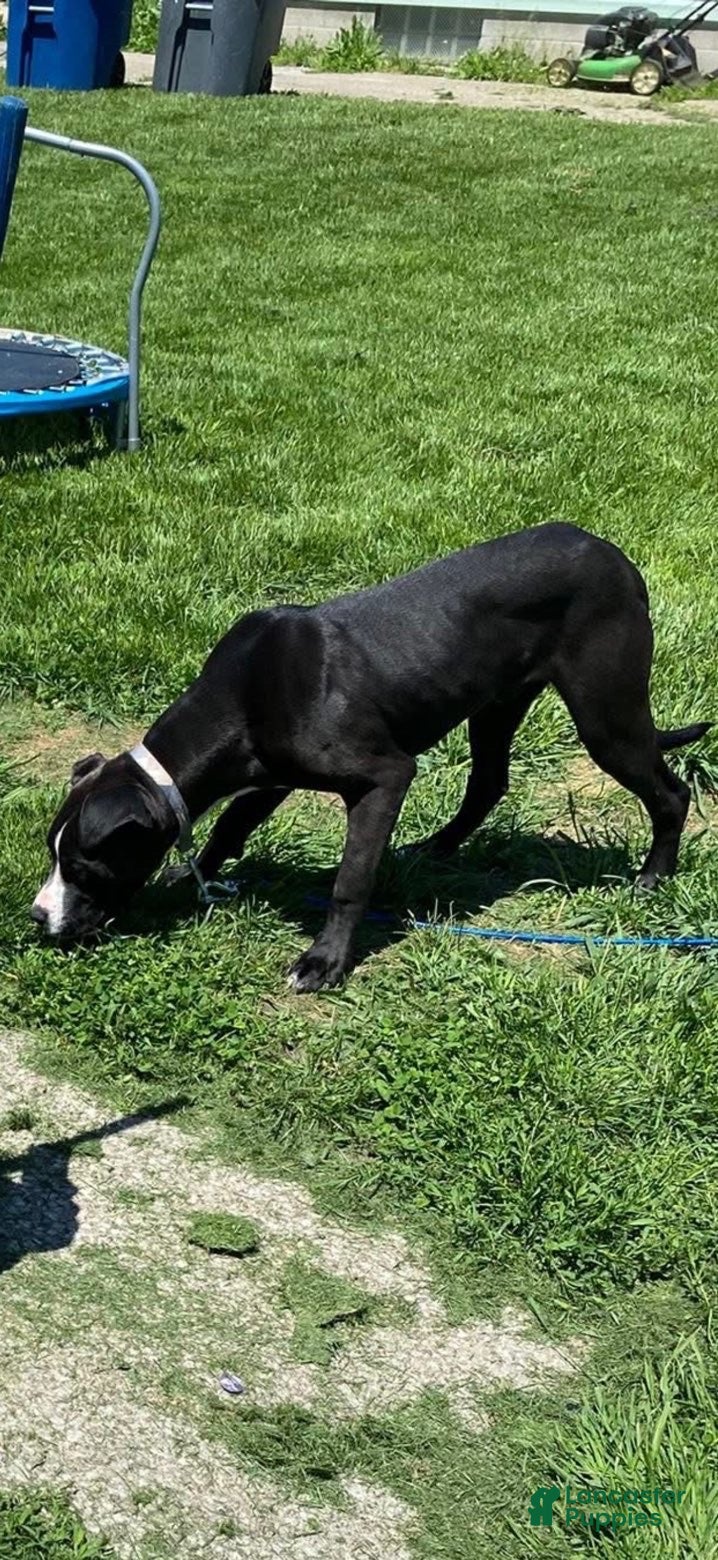 American Pit Bull Terrier dogs American Pit Bull Terrier 1 - Ad 17