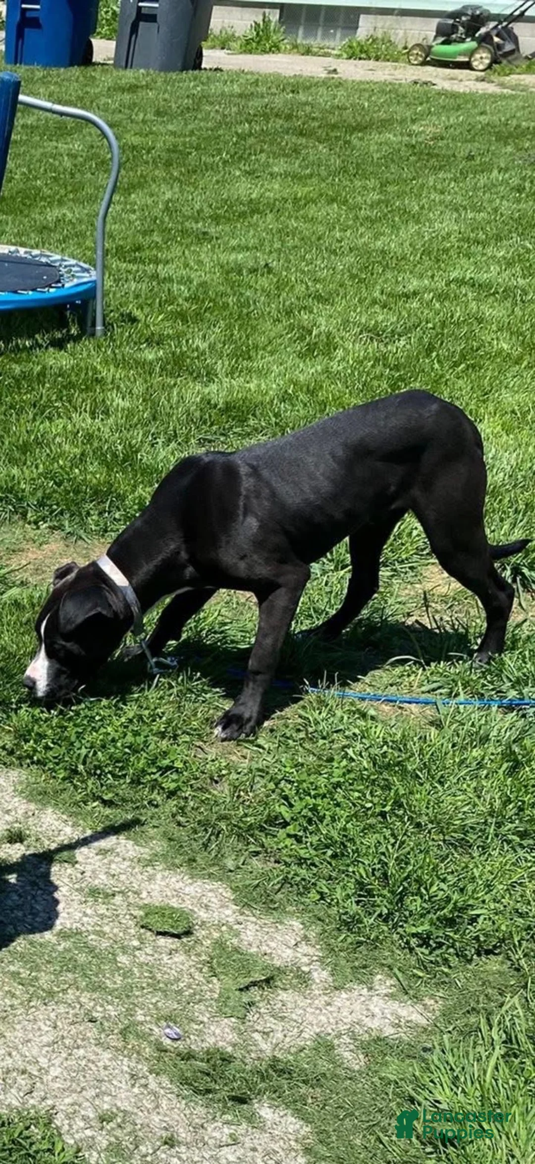 American Pit Bull Terrier dogs for sale: American Pit Bull Terrier 1 - Ad 1