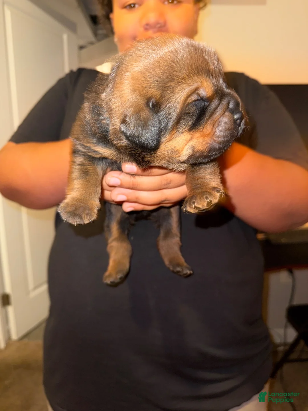 Mixed Breed dogs for sale: Mixed Breed 2 - Ad 9