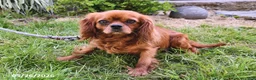 Cavalier King Charles Spaniel dogs for sale: Twila - Ad 4