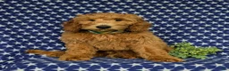 Mini Goldendoodle dogs for sale: Troy Hypoallergenic - Ad 5