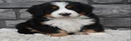 Bernese Mountain Dog dogs for sale: Brady - Ad 1