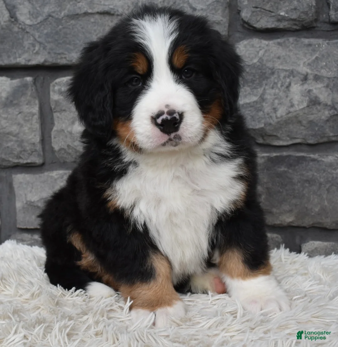 Bernese Mountain Dog dogs for sale: Brady - Ad 1