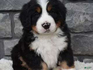 Bernese Mountain Dog dogs for sale: Brady - Ad 4