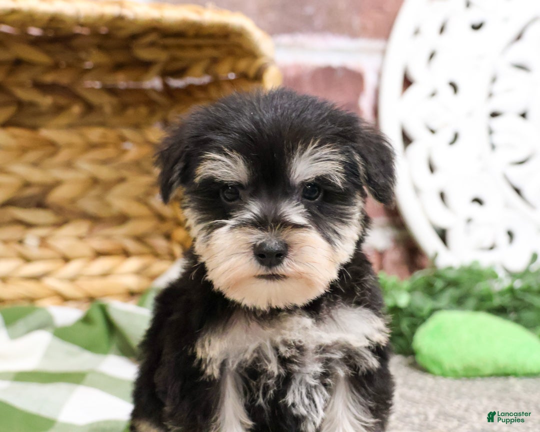 Miniature Schnauzer dogs for sale: Eduardo  - Ad 6