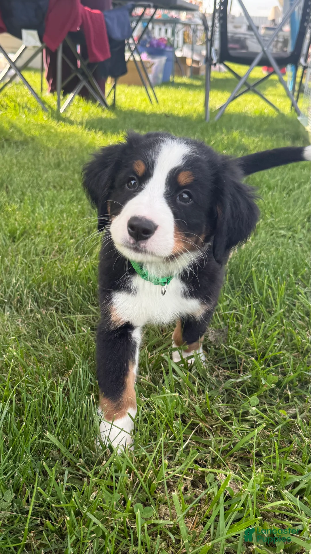 Bernese Mountain Dog dogs for sale: Gentry - Ad 2