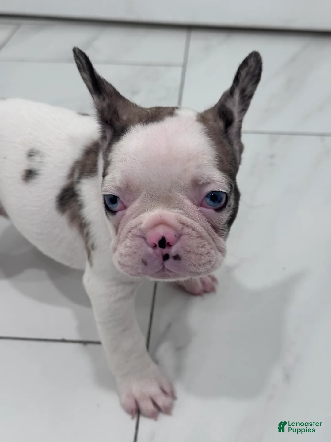 French Bulldog dogs for sale: French Bulldog Puppy 1 - Ad 4
