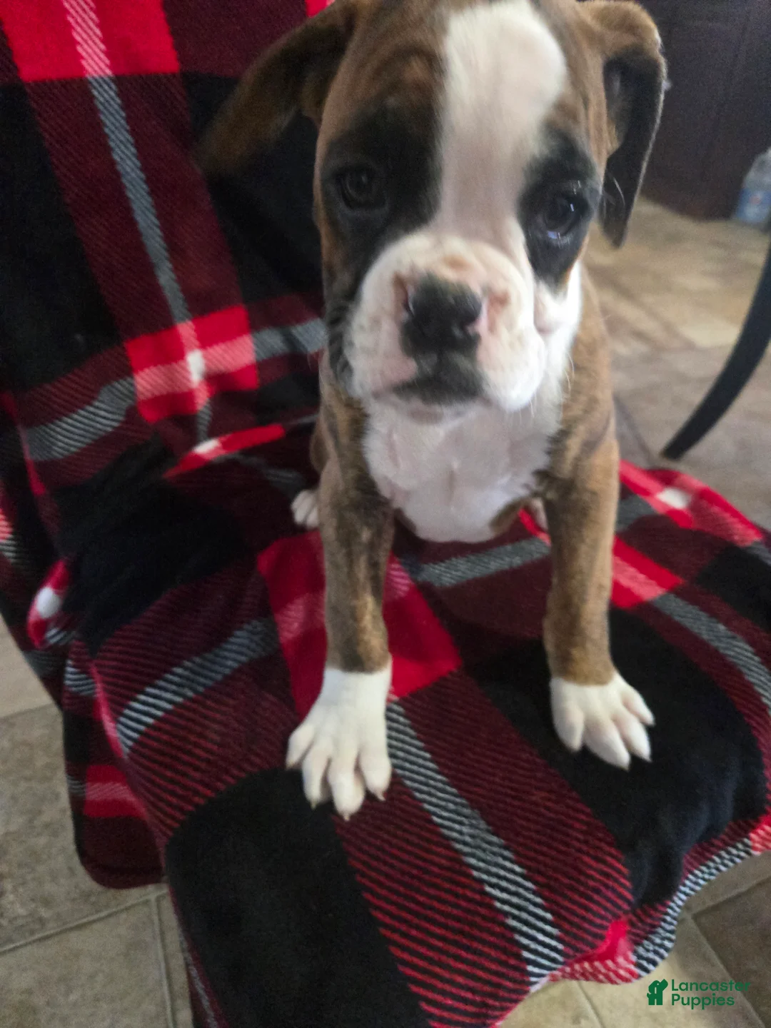 Boxer dogs for sale: Diamond  - Ad 11