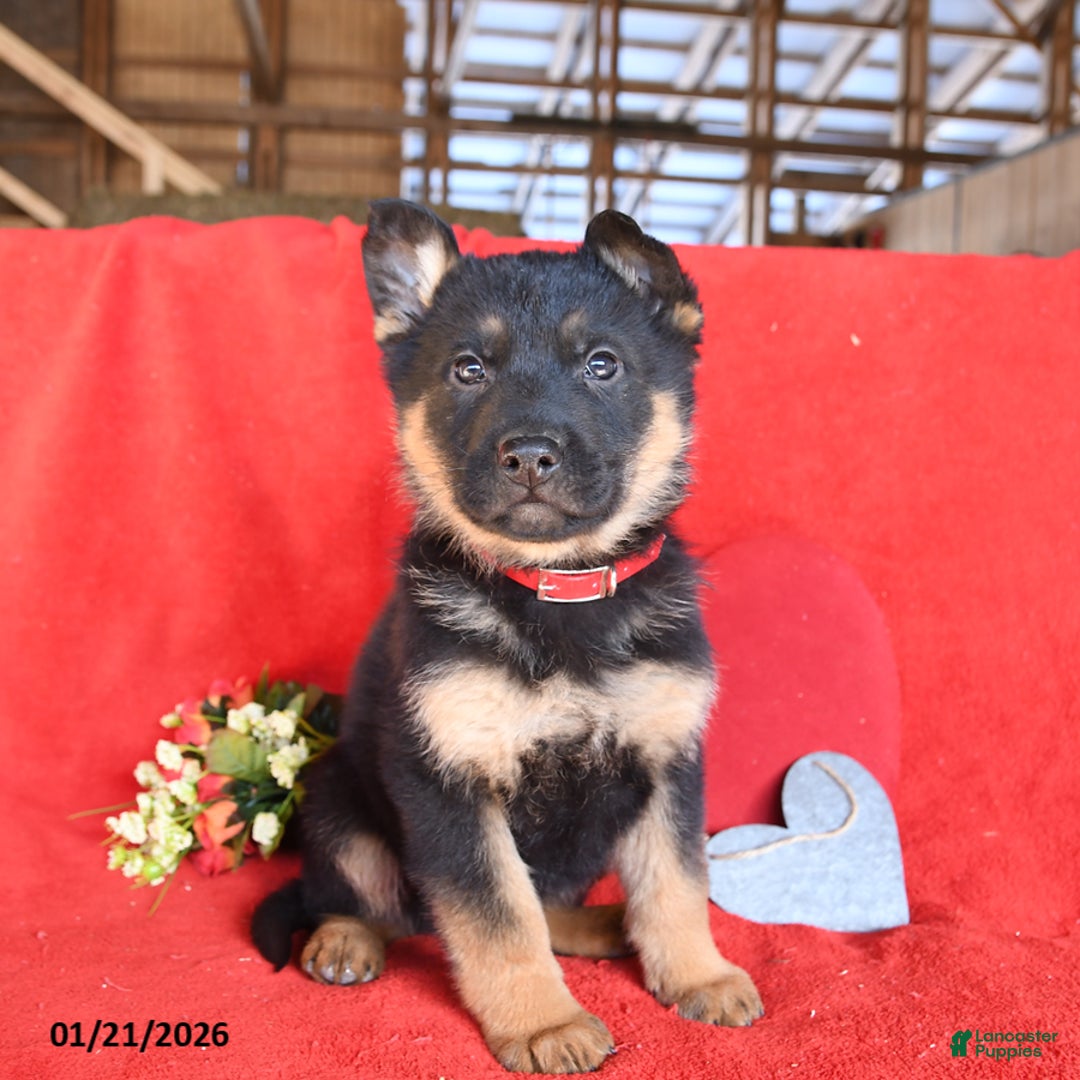 German Shepherd dogs for sale: Jack  - Ad 5