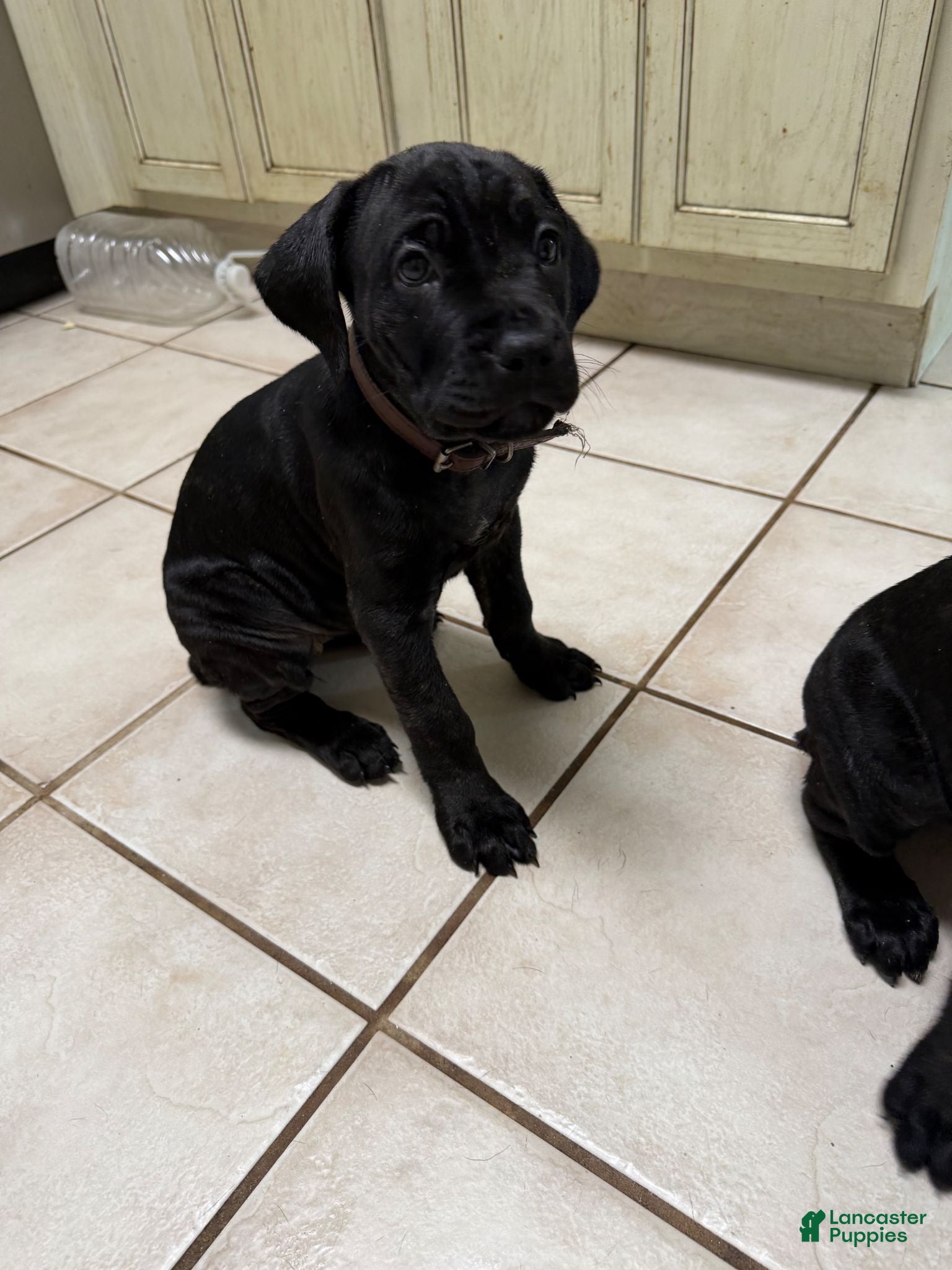 Cane Corso dogs Pocahontas  - Ad 2