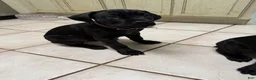 Cane Corso dogs for sale: Pocahontas  - Ad 2