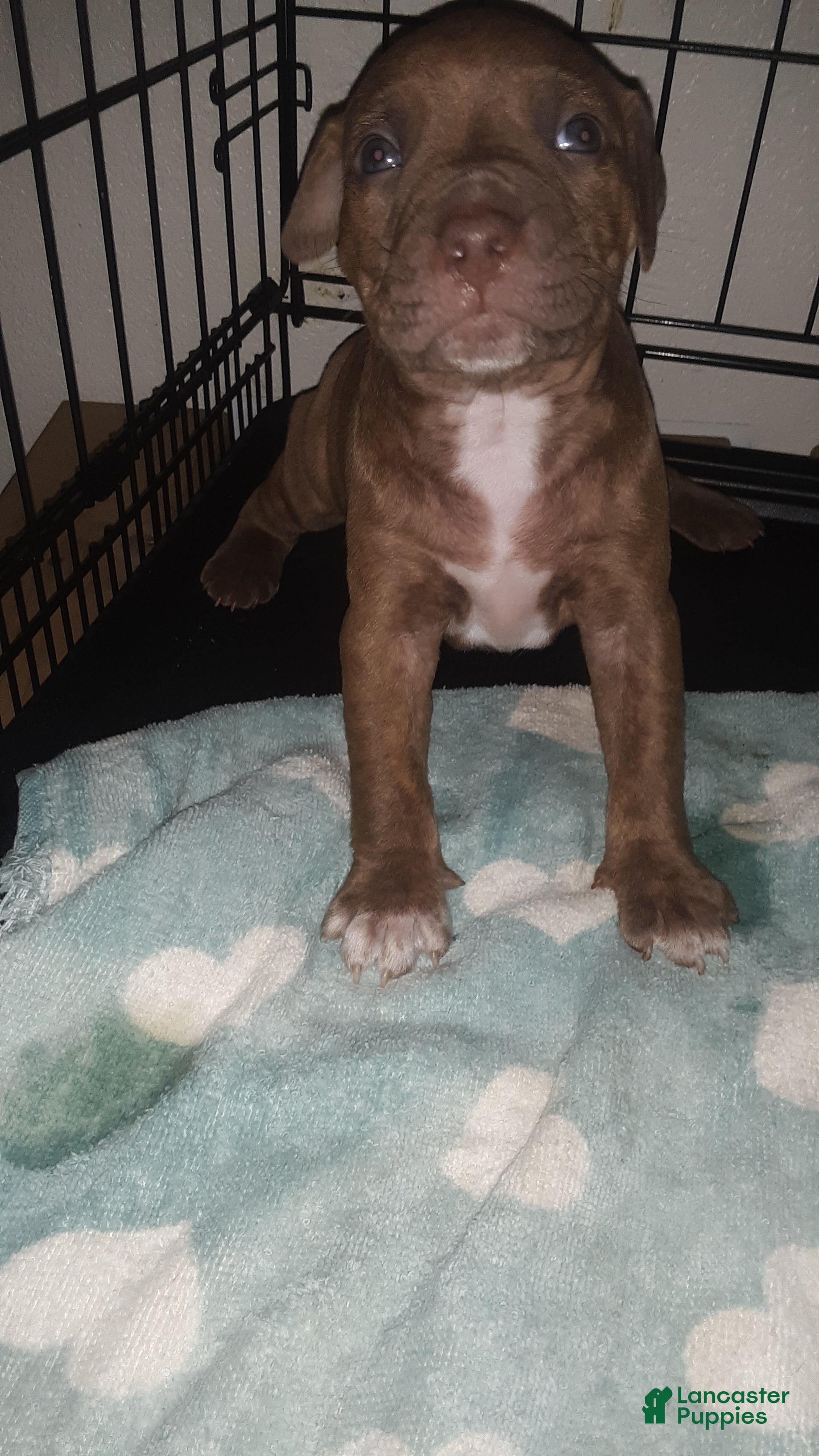 American Pit Bull Terrier dogs for sale: American Pit Bull Terrier 2 - Ad 3