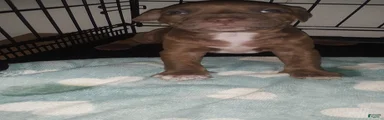 American Pit Bull Terrier 2