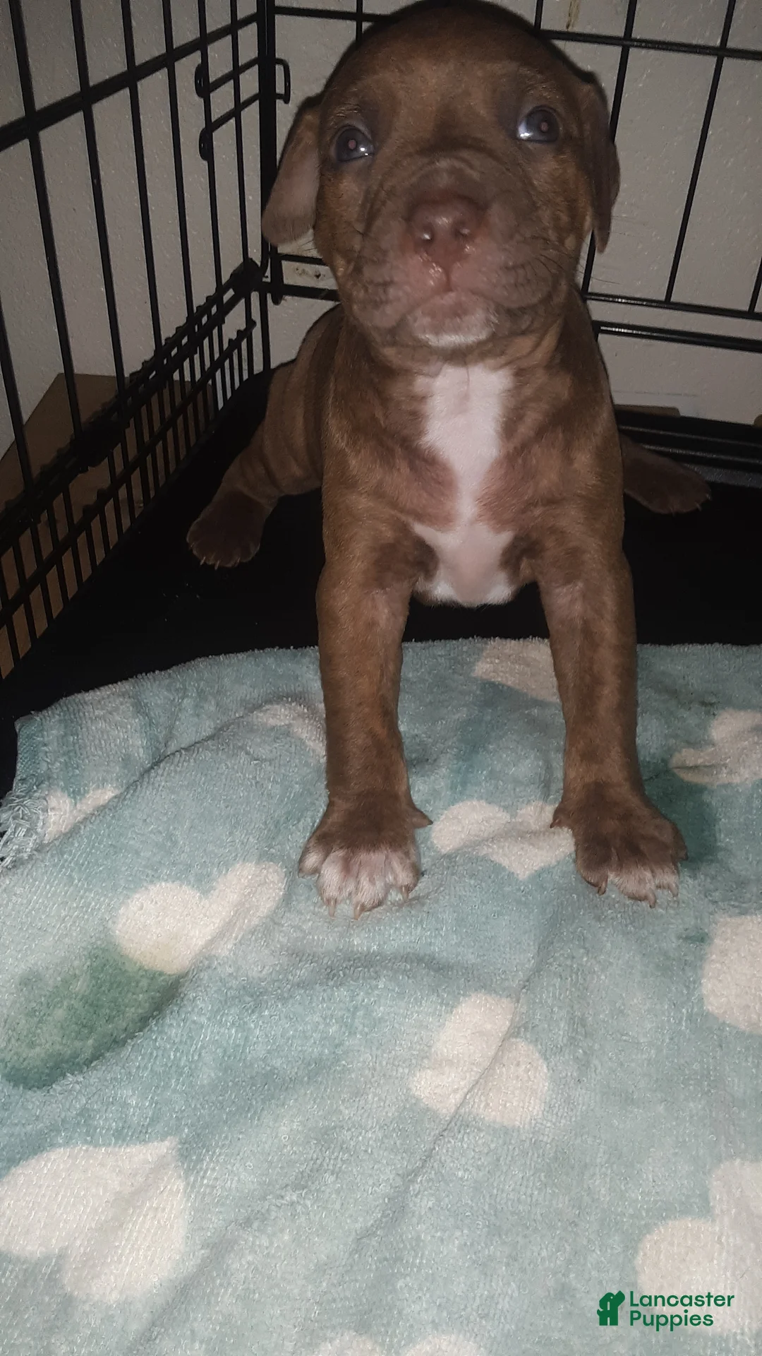 American Pit Bull Terrier dogs for sale: American Pit Bull Terrier 2 - Ad 1