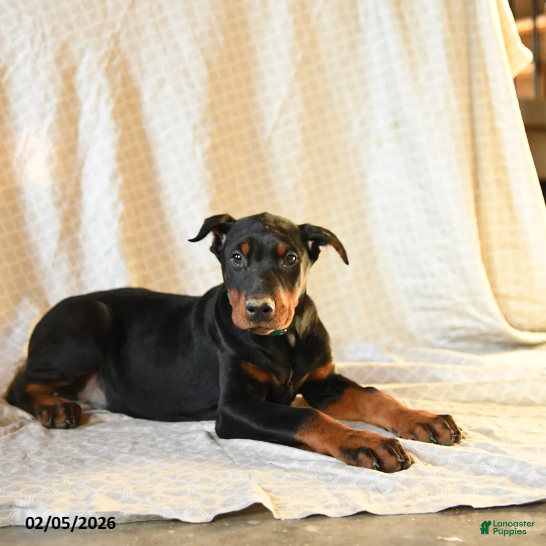 Doberman Pinscher dogs for sale: Raindrop - Ad 4