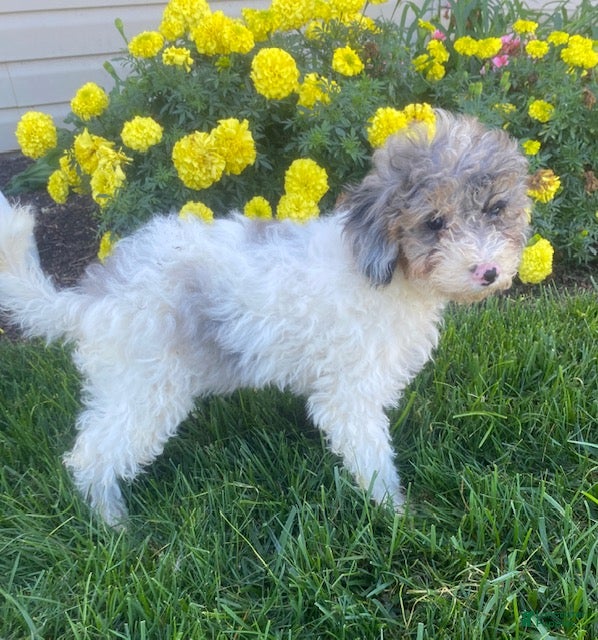 Cavapoo dogs Annie - Ad 1