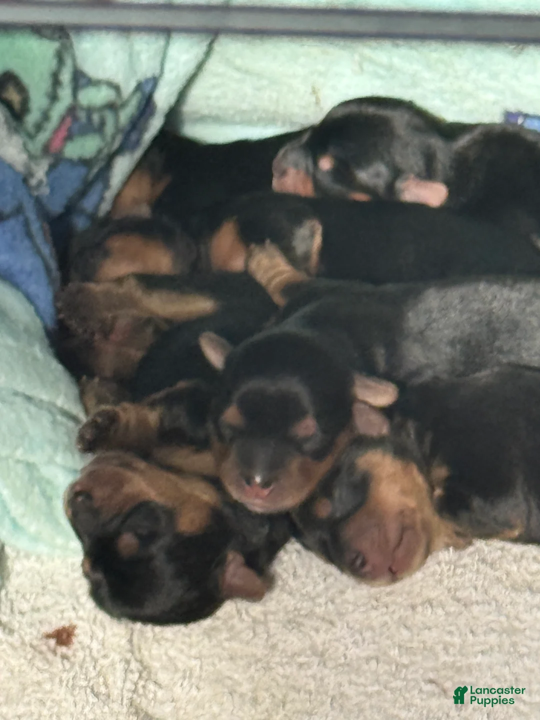 Yorkshire Terrier dogs for sale: Egypt - Ad 2