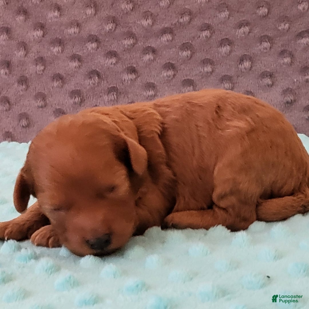 Toy Poodle dogs for sale: Minny - Ad 1