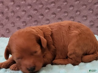 Toy Poodle dogs Minny - Ad 22