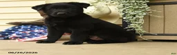 Belgian Malinois dogs for sale: Cobra - Ad 1