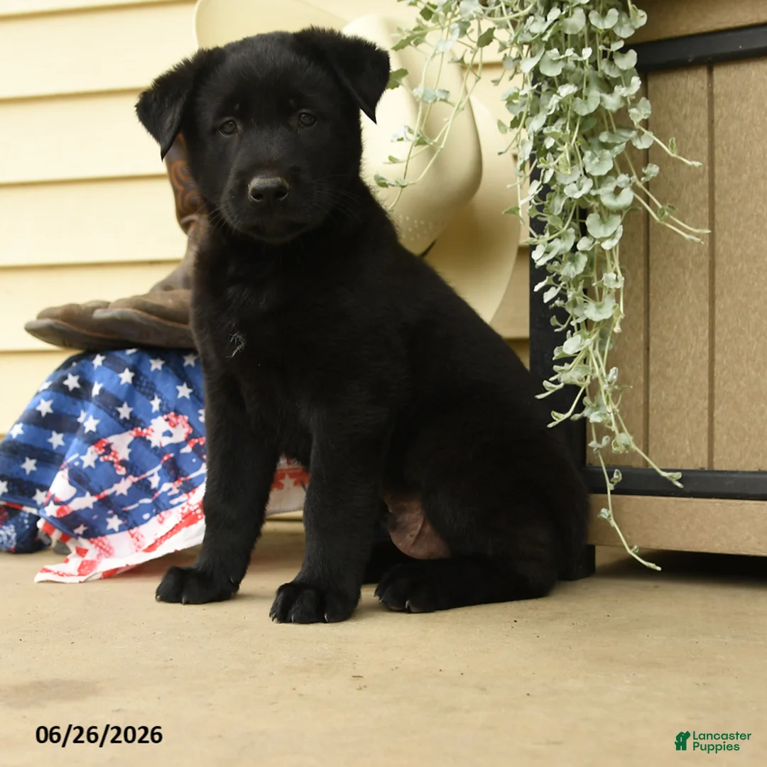 Belgian Malinois dogs for sale: Cobra - Ad 1