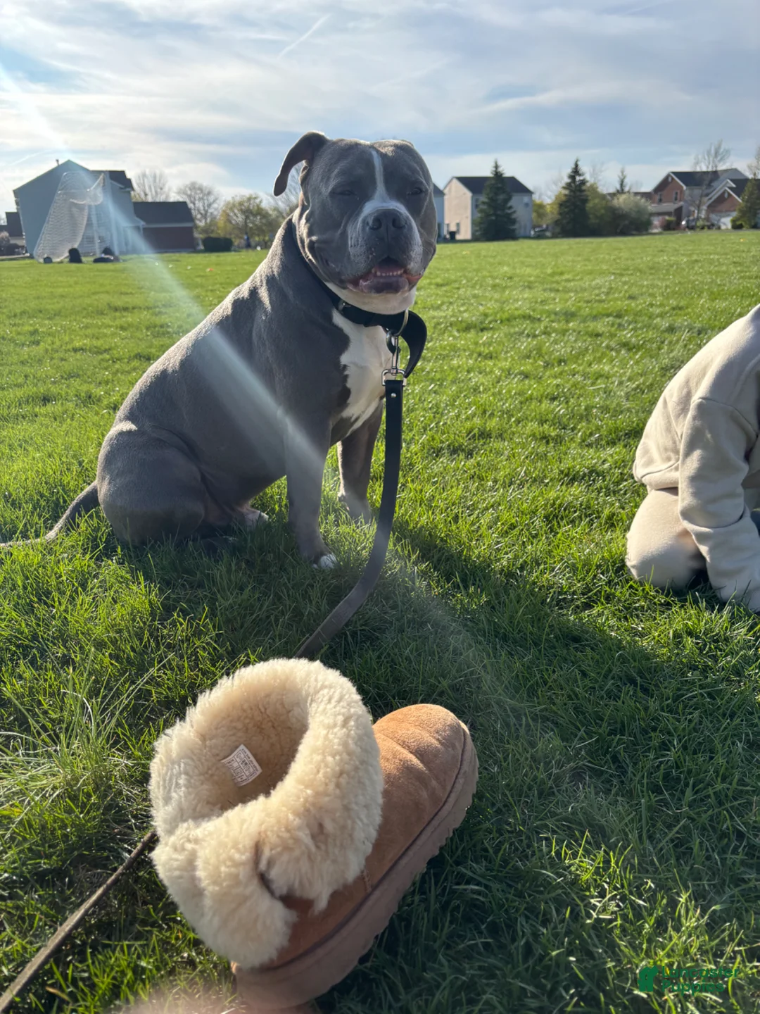 American Pit Bull Terrier dogs for sale: American Pit Bull Terrier Puppy 3 - Ad 3