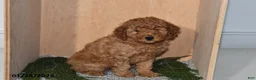 Mini Goldendoodle dogs for sale: Rain - Ad 2