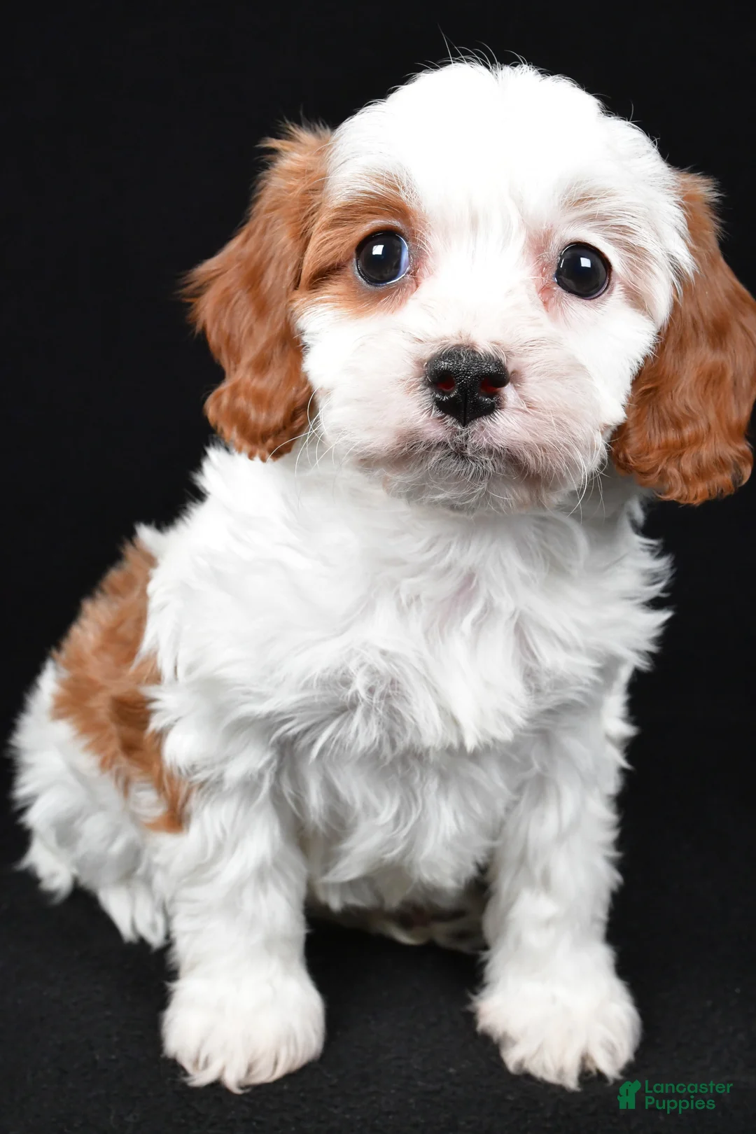 Cavapoo dogs for sale: Katie - Ad 4