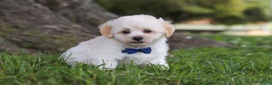 Marshmellow