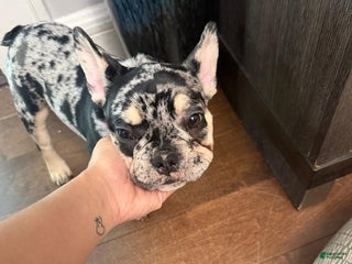 French Bulldog dogs - Ad 12