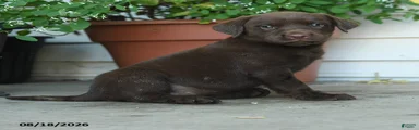 Piper
