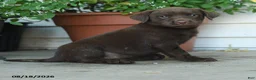 Labrador Retriever dogs for sale: Piper - Ad 1